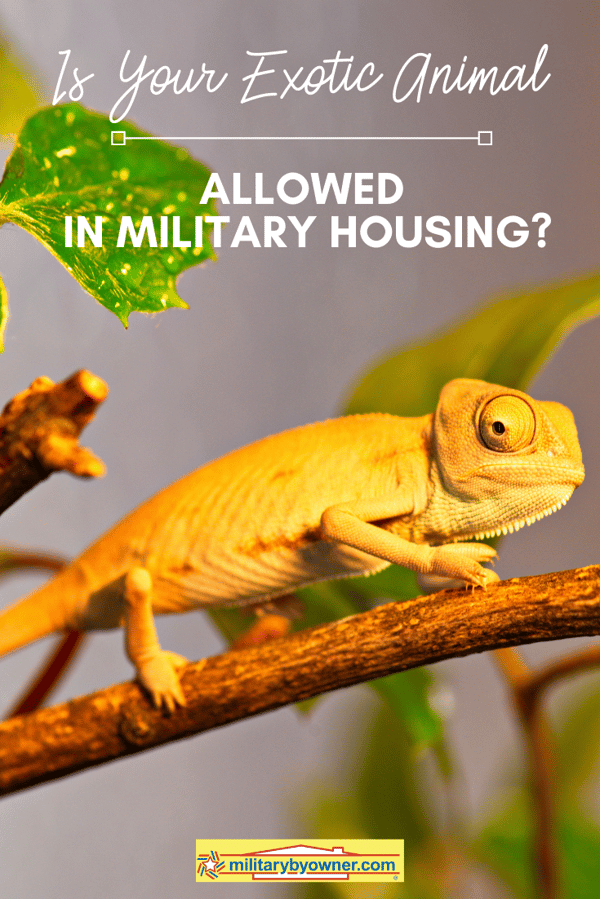 Is Your Exotic Animal Allowed in Military Housing_
