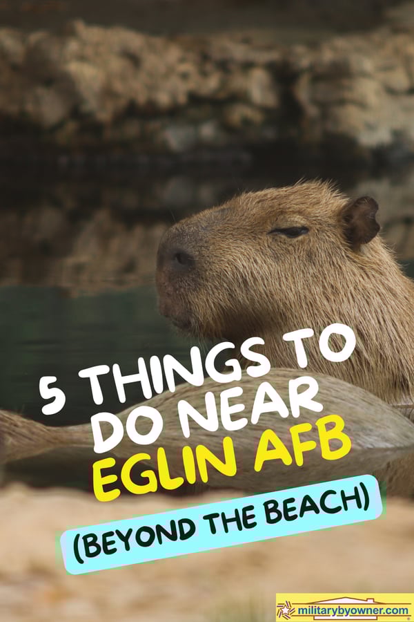 Capybaras at exhibit in zoo with text, 5 Things to Do Near Eglin AFB (Beyond the Beach)