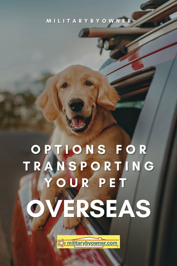 Golden retriever with his head hanging outside the car window with text, Options for Transporting Your Pet Overseas