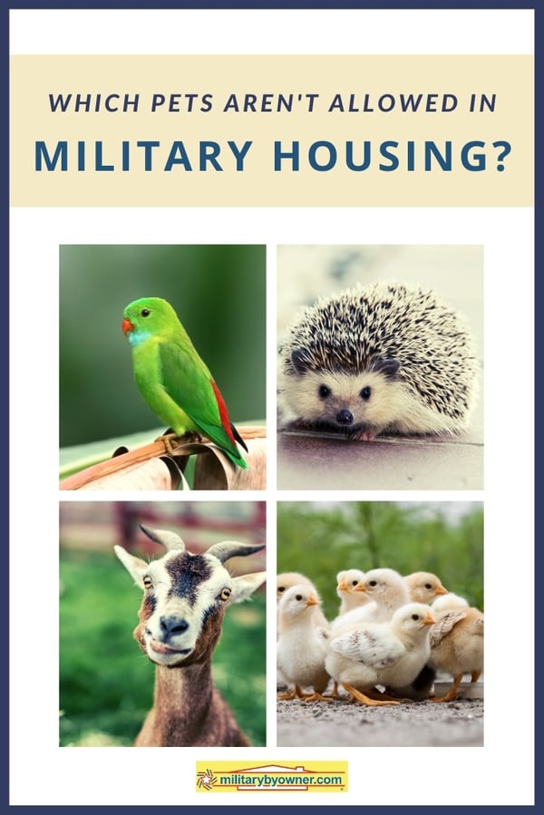 Which Pets Arent Allowed in Military Housing