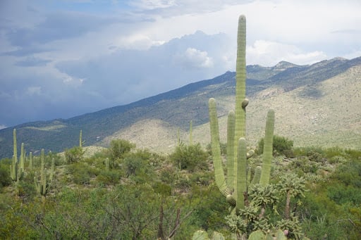 Large green cactus with dark clouds creeping over the mountains in Saguaro National Park