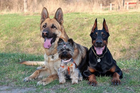 Group of dogs outside