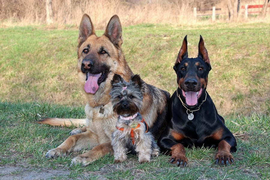 Group of dogs outside