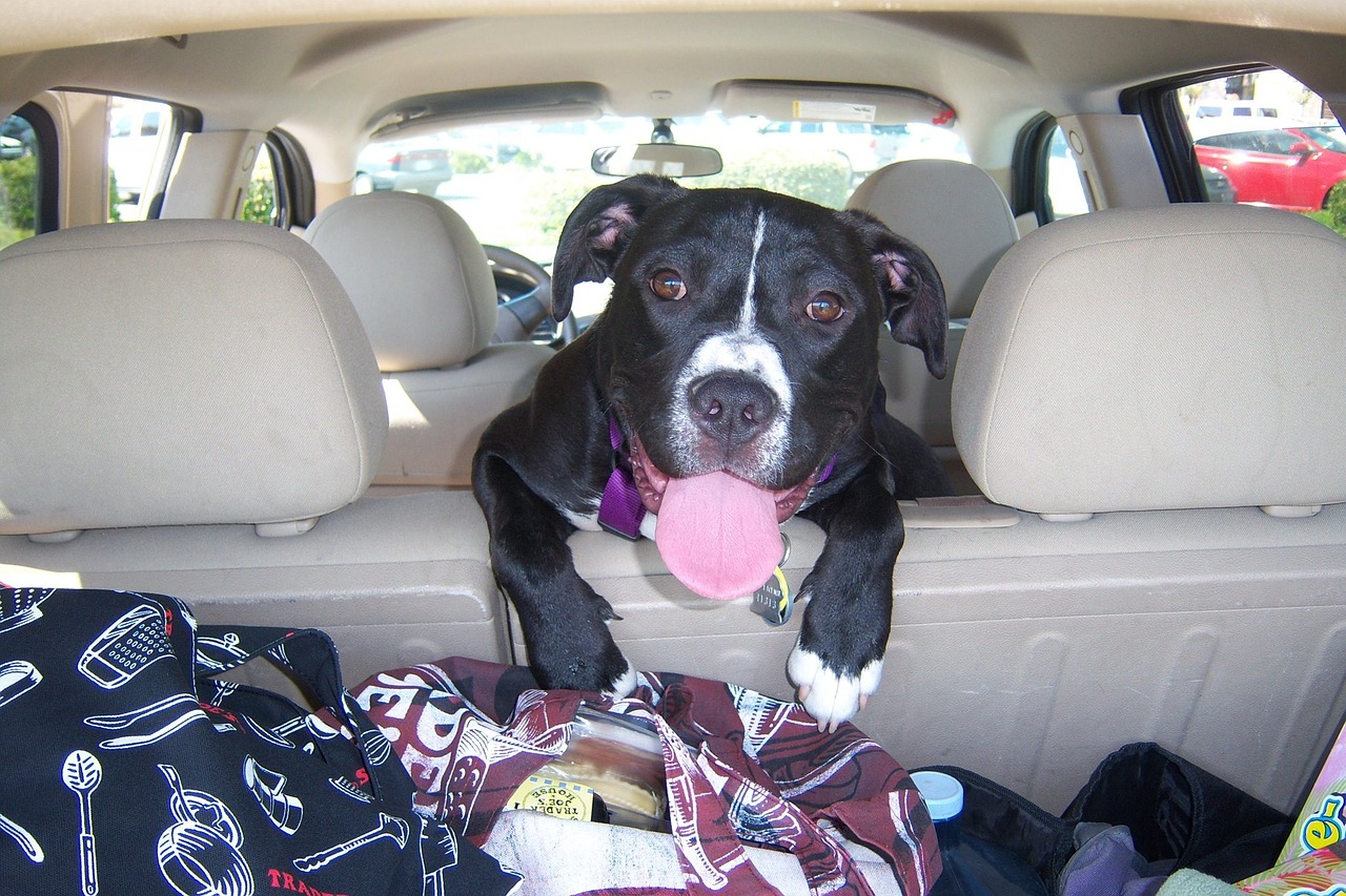 Black and white dog in backseat of car