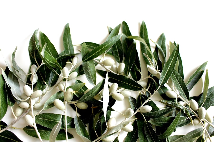 Olive leaves for home decor