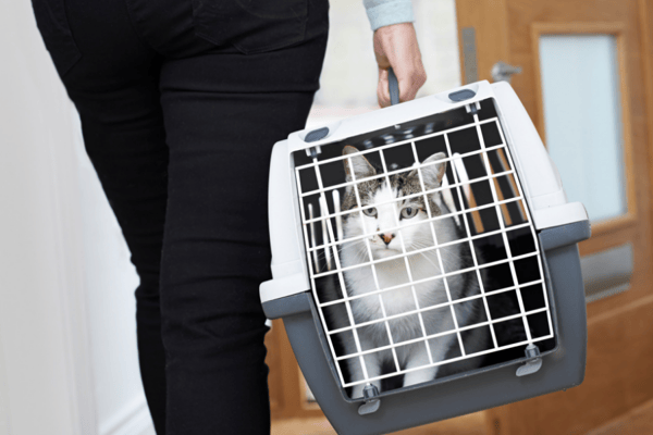 pet travel overseas