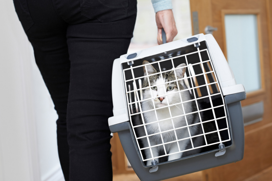 Your pets will need medical clearance before traveling overseas. 