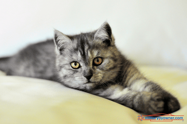 You may be entitled to pet quarantine fee reimbursements for a military move.