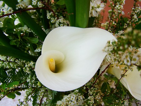 calla lily.png