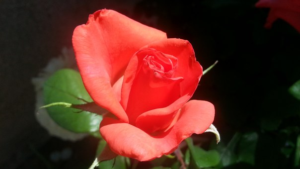 coral rose.png