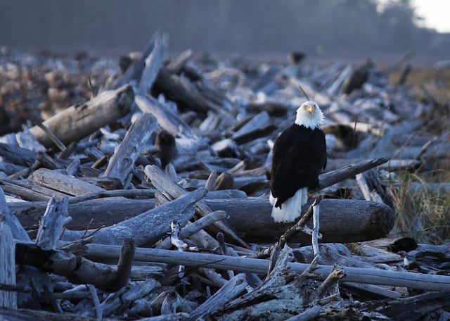 eagle.jpg eagle.jpg