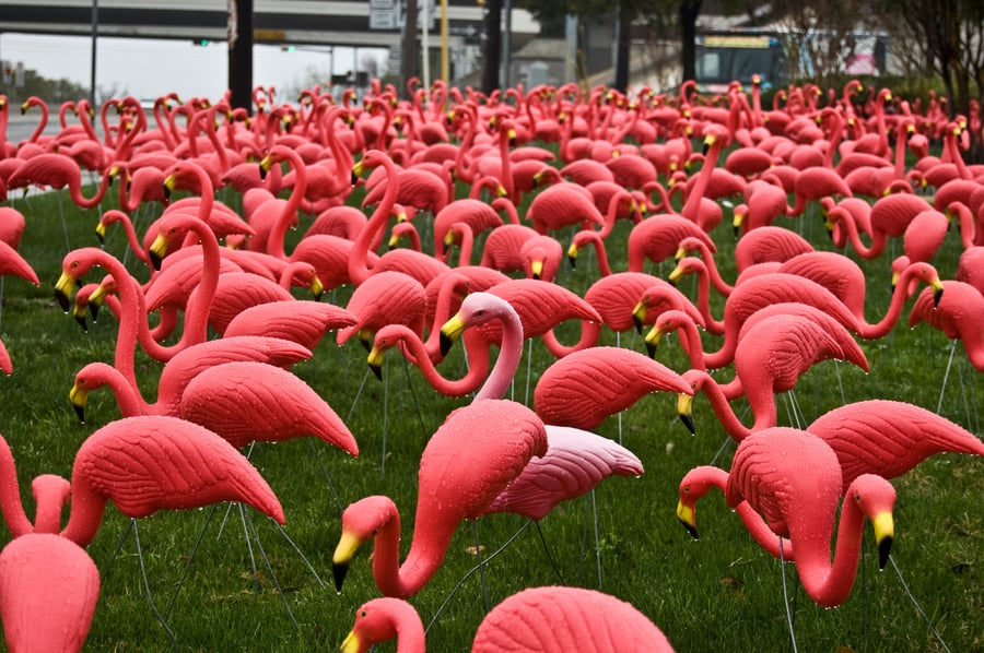 flamingos