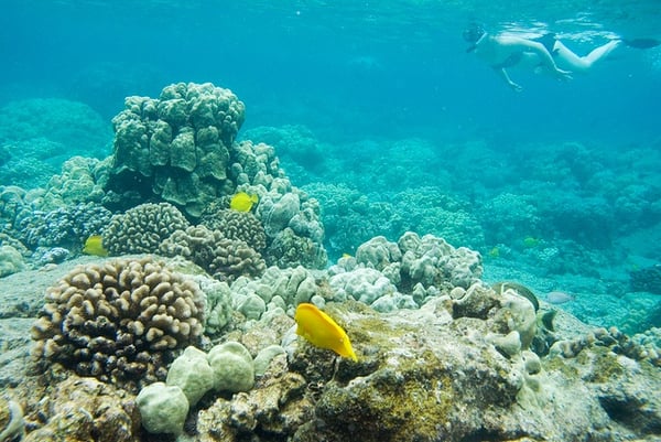 hawaii_island_snorkel