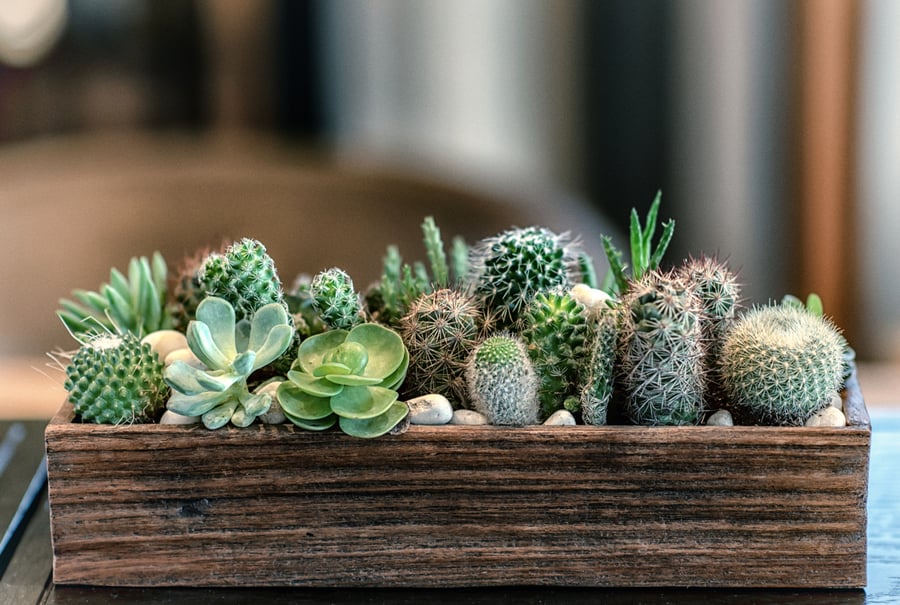 planter box of cacti and succulents