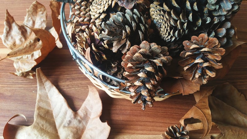 Autumn nature photo with chestnuts, leaves and pinecones in bowl on wooden surface