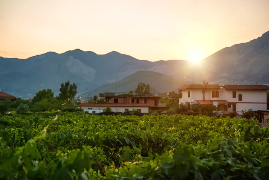 Grape plantations near the Monti Aurunci mountains in Italy.