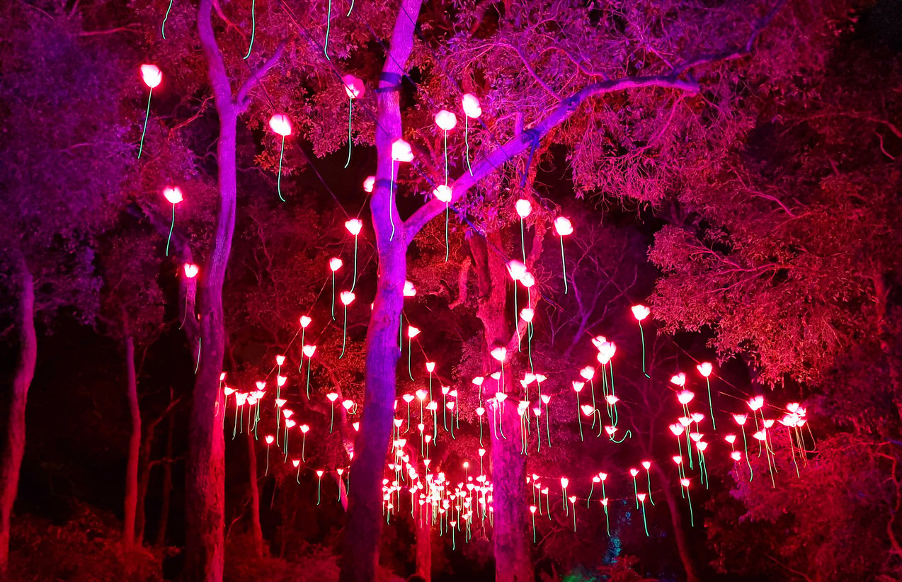 pink christmas lights in grove of trees at night