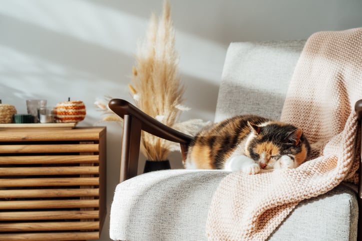 Stylish modern Scandinavian interior of living room with seasonal autumn decorations on the wooden console and sleeping cat on the armchair in sunset light. Cozy home interior design with a fall mood