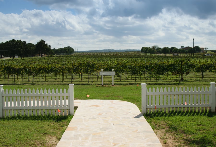 Texas hill country vineyard