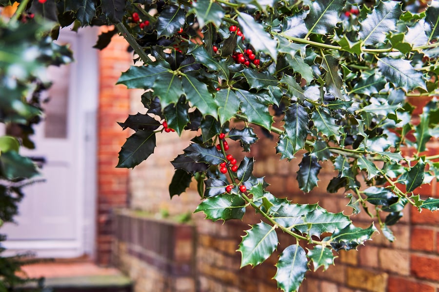 holly and berries in front of brick home