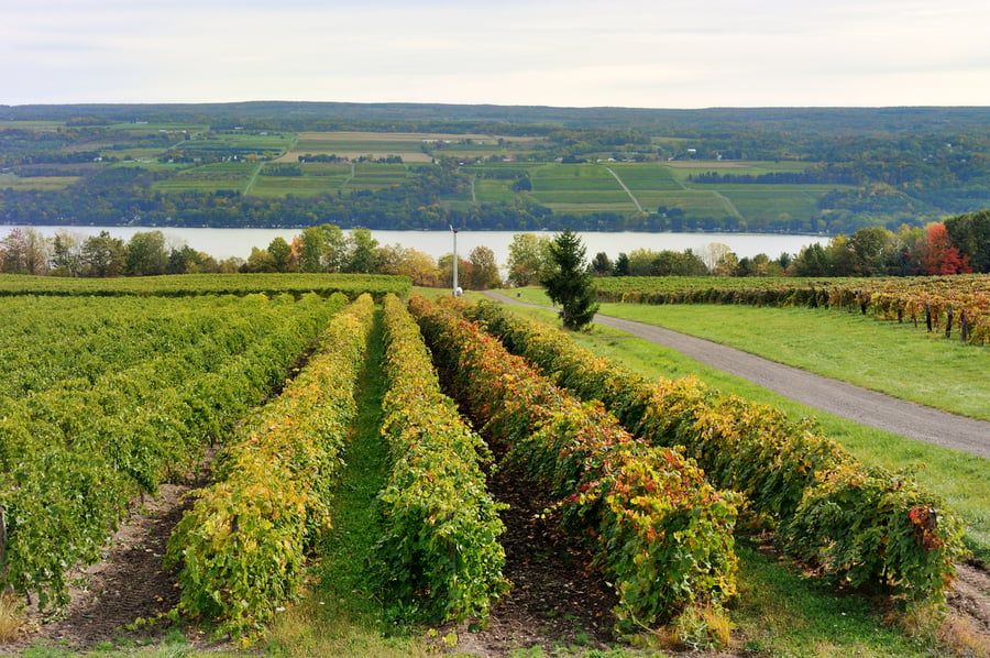 New York state vineyard