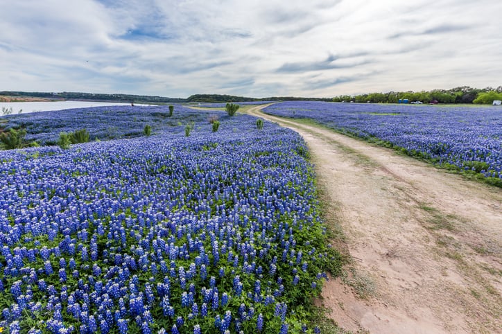 texas bluebonnets near Austin