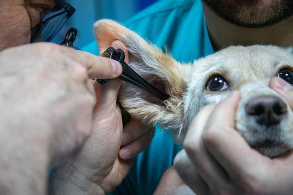 Be sure to get your pet's health checked before flying. 