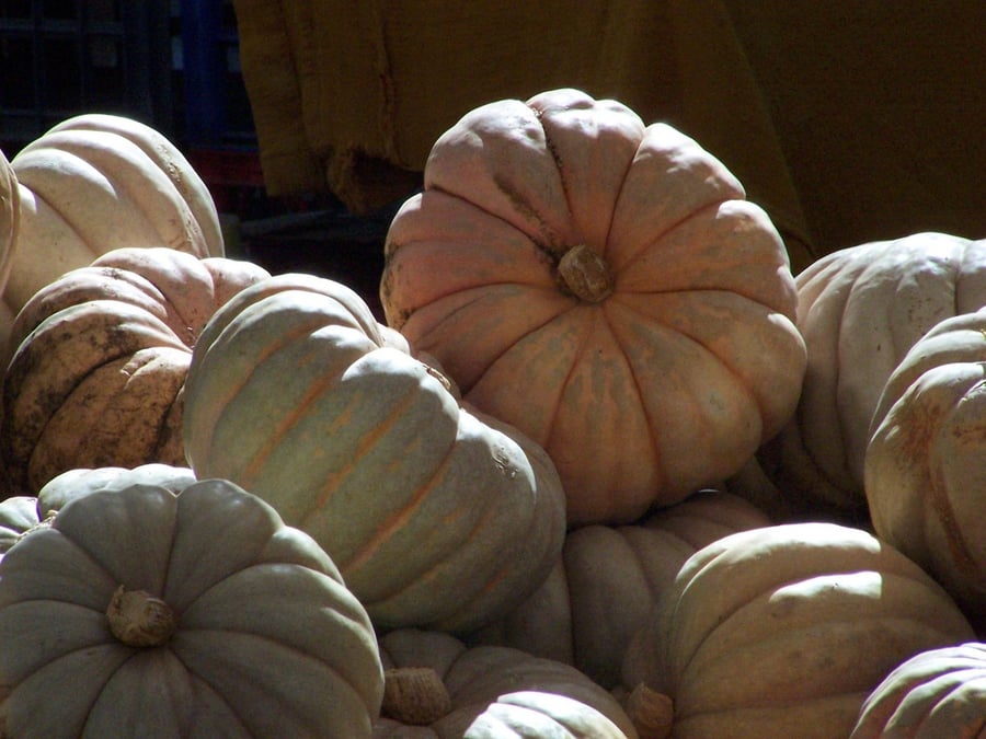 muted pumpkins.jpg