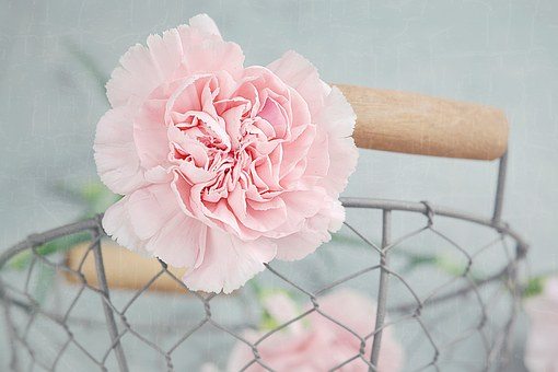 pink carnation.png