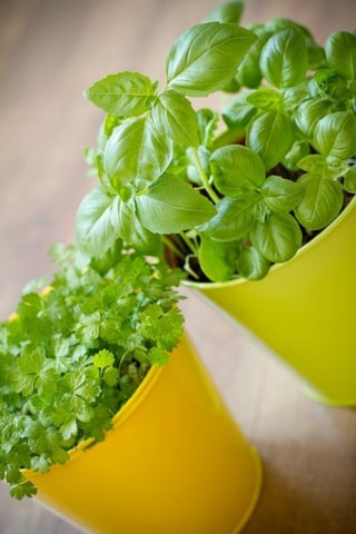 potted_basil_2.jpg