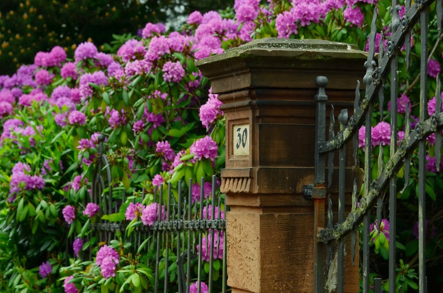 flowers and plants to add to curb appeal