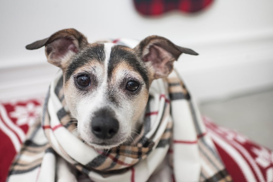 dog wrapped in blanket 