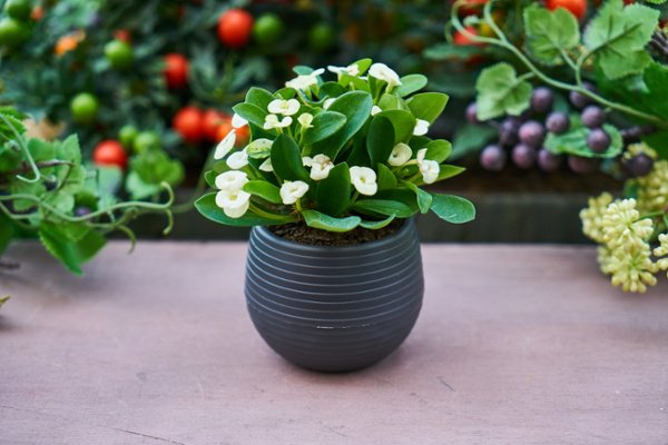 Ideas for Rehoming Your House Plants