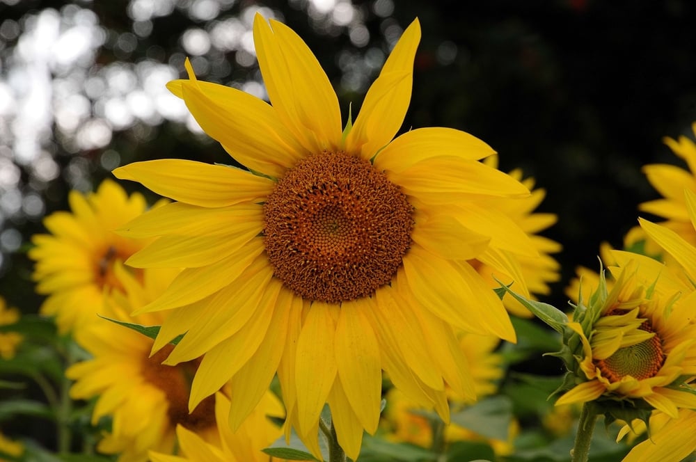 sunflowers