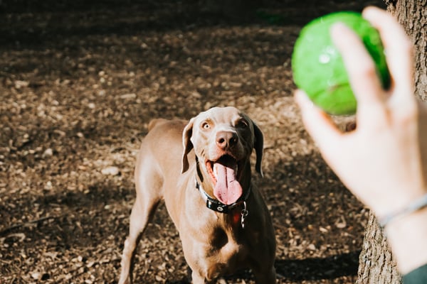 Dog park near Brandon, Florida