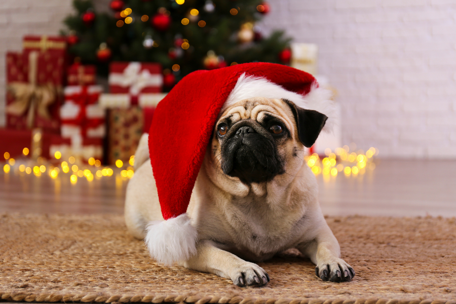 Holiday Safety Tips for Pets