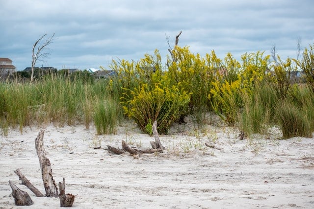 Beach with brush and driftwood on North Carolina coast near Camp Lejeune. 