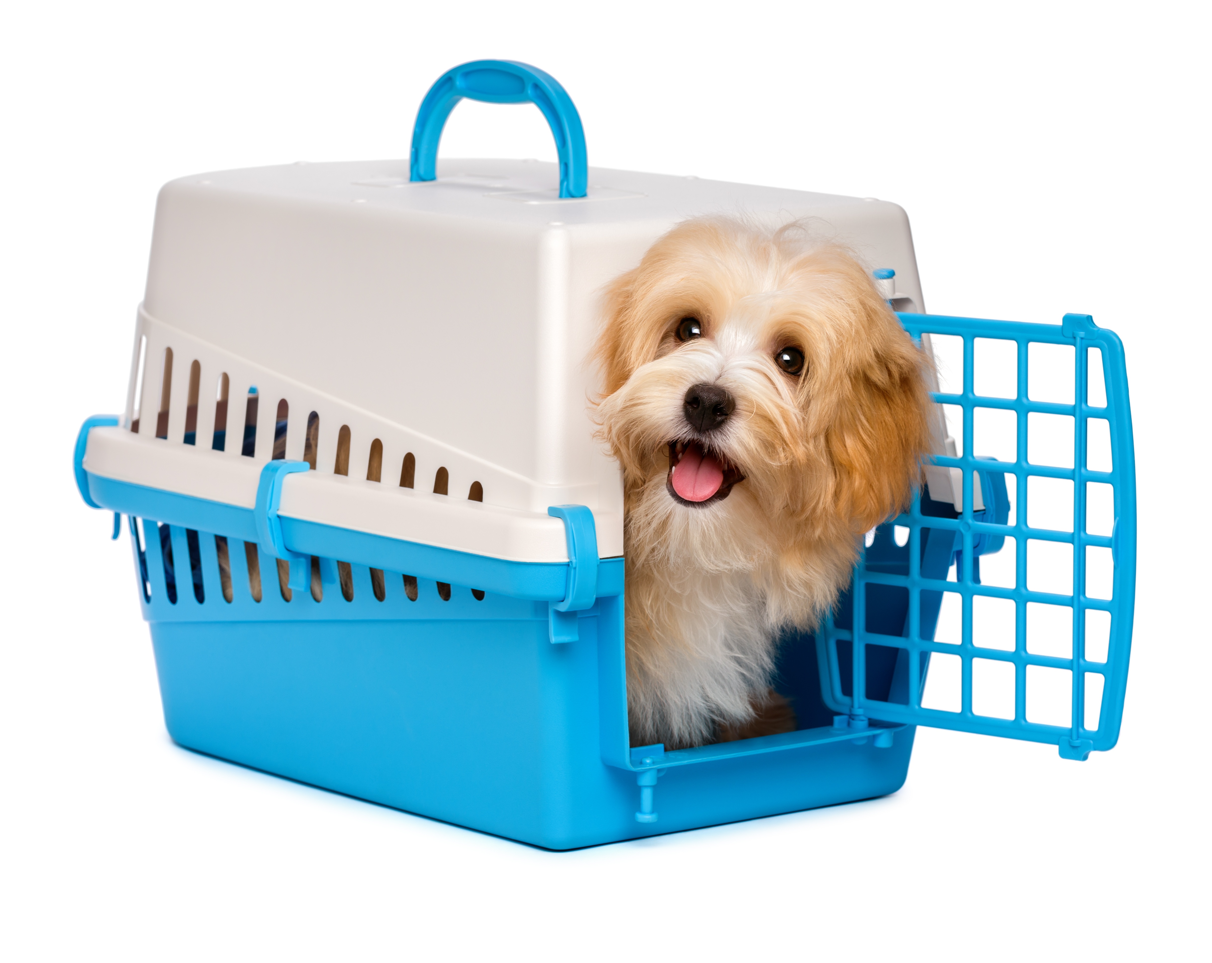 transporting-your-pet-overseas